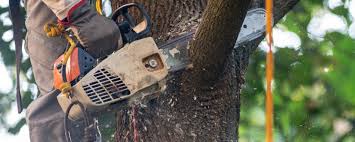 Best Utility Line Clearance  in Point Of Rocks, MD