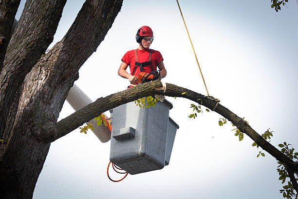 Professional Tree Removal in Point Of Rocks, MD