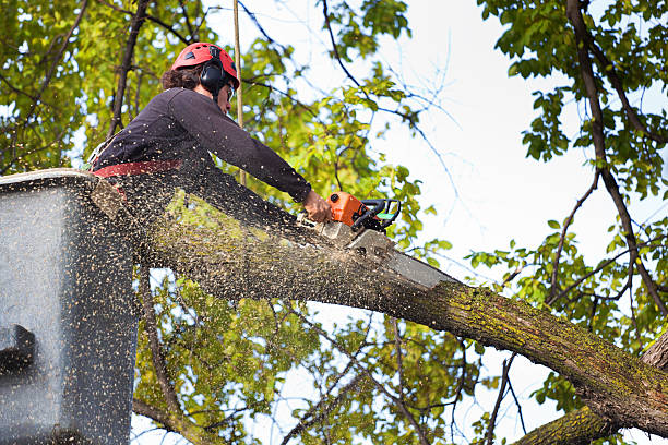 Best Leaf Removal  in Point Of Rocks, MD