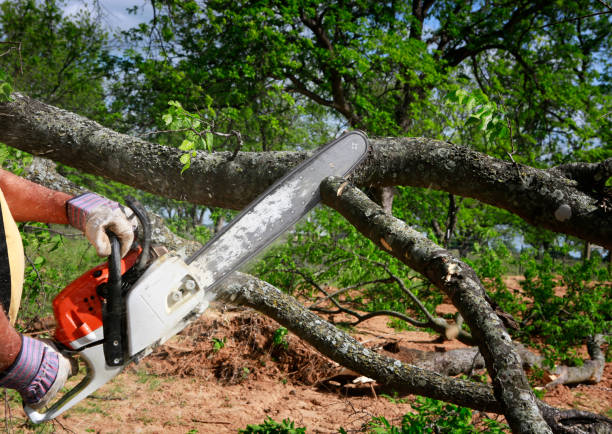 Best Tree Trimming and Pruning  in Point Of Rocks, MD